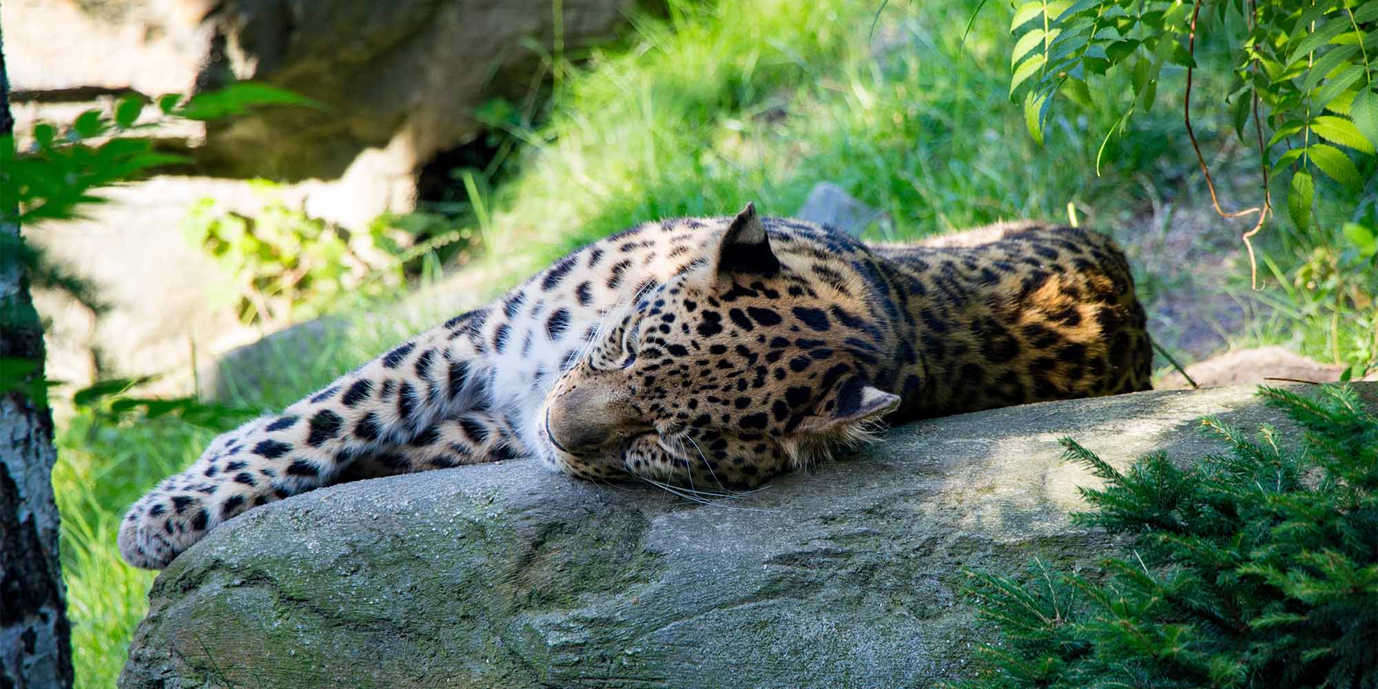 ALBA_Zoo_Leipzig_Header